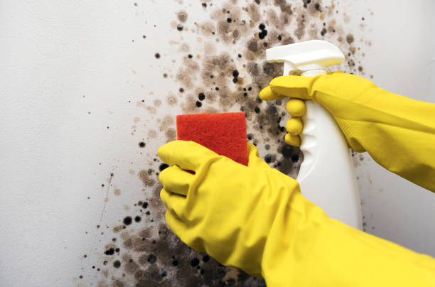 Best Residential Mold Remediation in Pinehurst, NC