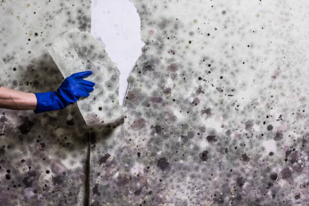 Reliable Pinehurst, NC Mold Remediation Solutions